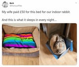 bunny rejects lgbt