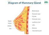 Diagram-of-Mammary-Gland