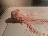 Thread 513124849 OP Image