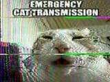 Cat transmission
