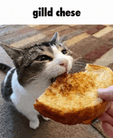 meme-discord