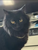 kittywiththeblingbling
