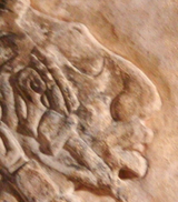 aztec big nose