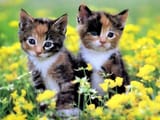 kitten
