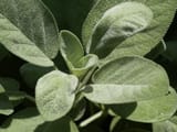 sage