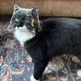 kot