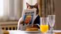 ai_vid_cat_eating_breakfast_pancakes_newspaper_read_trump_never_goon_article_suit_and_tie_thumb.jpg