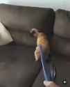 couch doggu_thumb.jpg