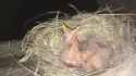 DAY 28-JUNE 21st-RIP Baby Robins-Raccoon Eats Them_thumb.jpg