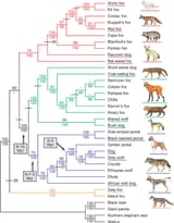 Phylogeny-of-canid-speciesThe-phylogenetic-tree-is-based-on-15-kb-of-exon-and-intron