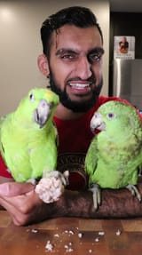 come eat parrot with bashir