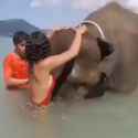 rapidsave.com_to_ride_an_elephant-yw4wovbqnthf1_thumb.jpg