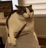 cat-knife
