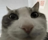 cat-wires