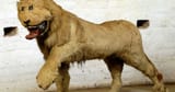 lion-of-gripsholm-castle-1-3233936839