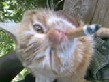 Kotsmoke