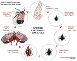 final - life cycle slf