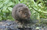 Water-voles-iStockphoto.com-MikeLane45_cropped_2-3802648444