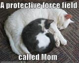 cat-a-protective-force-field-called-mom