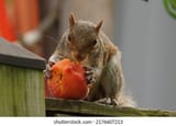 squirrel-eats-peach-on-fence-260nw-2176607213
