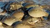 horseshoe-crab-2119854345