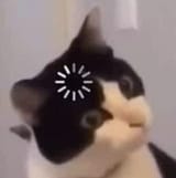confused_cat1