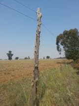 Telephone_Pole_-_NSW_Australia
