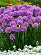 Allium_hollandicum