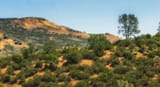 423 California interior chaparral and woodlands - David Mark