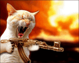 pissed-off-cat