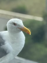 IMG_5484