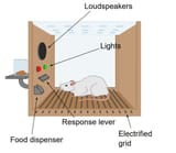 Skinners-box