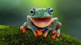 frog happy