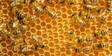 bees
