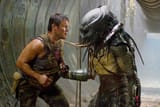 Predator Gibsmedat