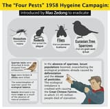 four-pests-01