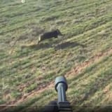 helicopter-hog-hunt