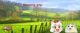 awoo morning