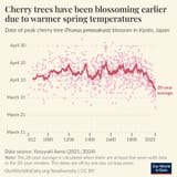 cherry_trees