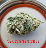 Devils Lettuce