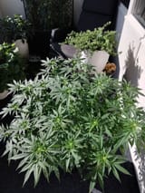 IMG_20250820_182452_270