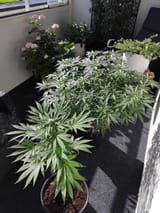 IMG_20250820_182746_878