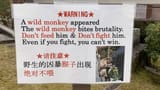 DontFightMonke