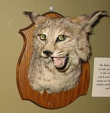 fucked up taxidermy lynx