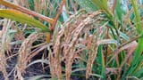 20201102.Hengnan.Hybrid_rice_Sanyou-1.6