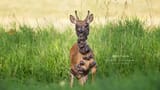 deer1
