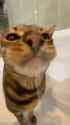 cat-lick_thumb.jpg