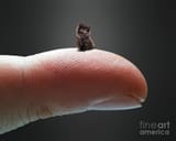 milli-cat