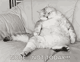 cat-not-today