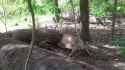 Komodo-dragon-eats-_-swallow-the-unborn-baby-deer-alive-_-_1080p_24fps_H264-128kbit_AAC__3_thumb.jpg